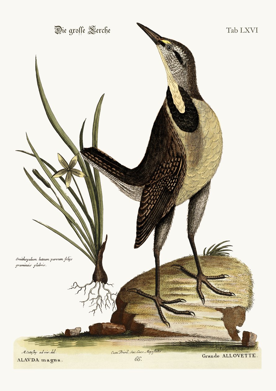 La gran alondra, 1749-73 de Mark Catesby