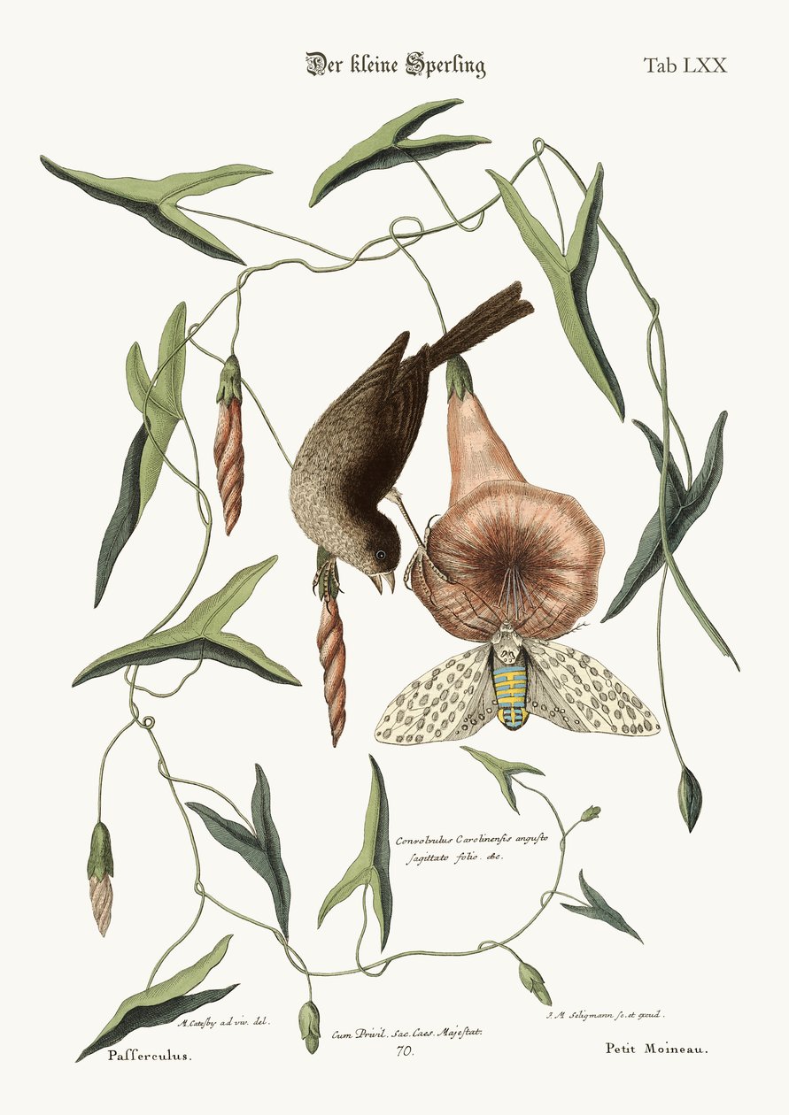 El pequeño gorrión, 1749-73 de Mark Catesby