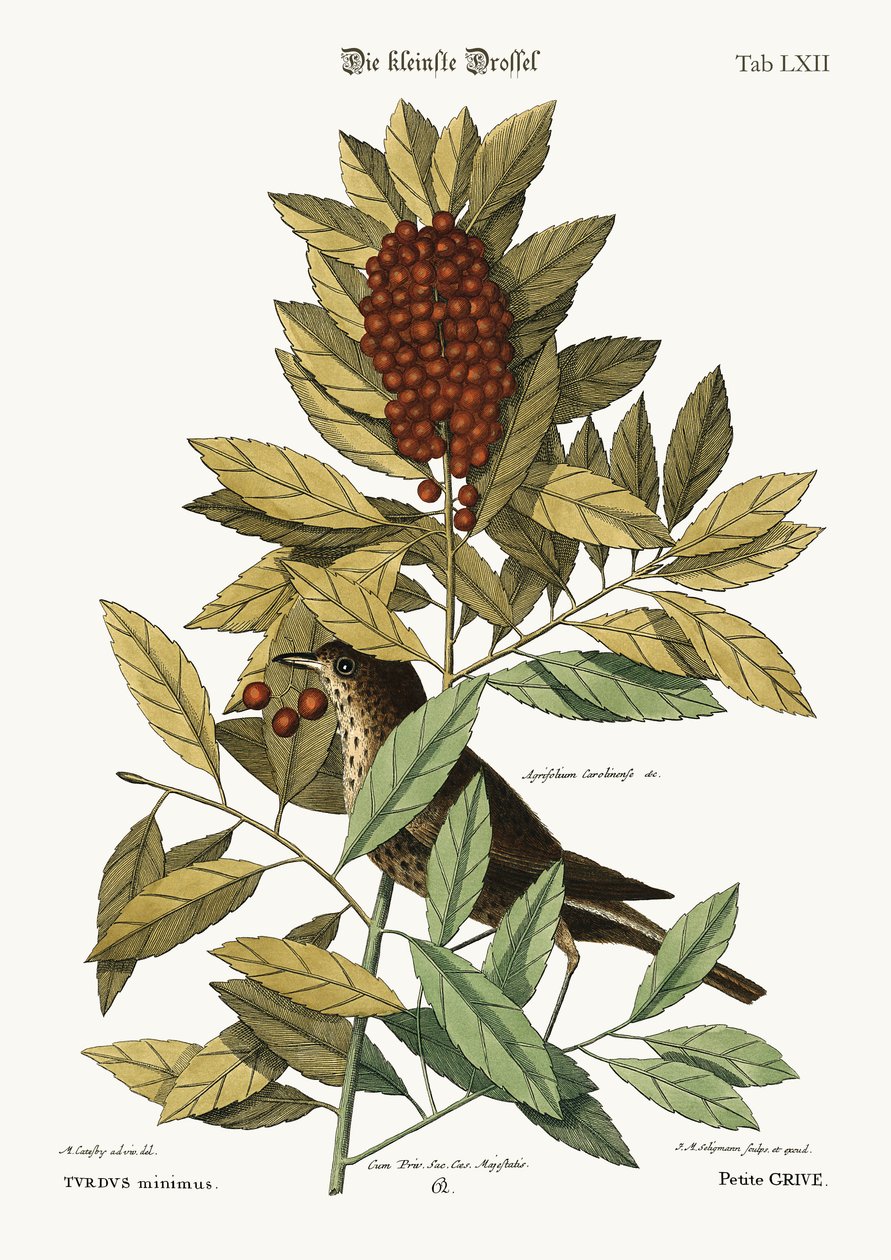 El pequeño Zorzal, 1749-73 de Mark Catesby