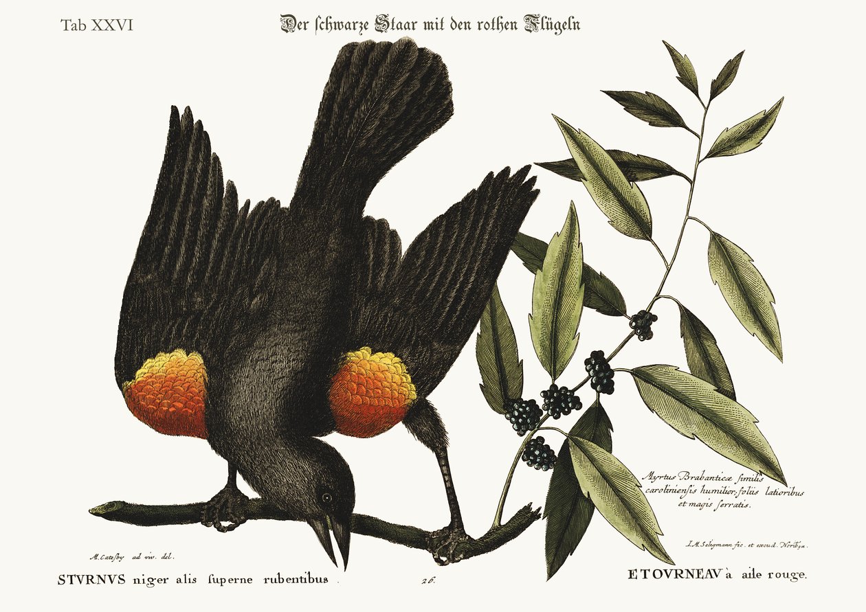El Estornino de alas rojas, 1749-73 de Mark Catesby