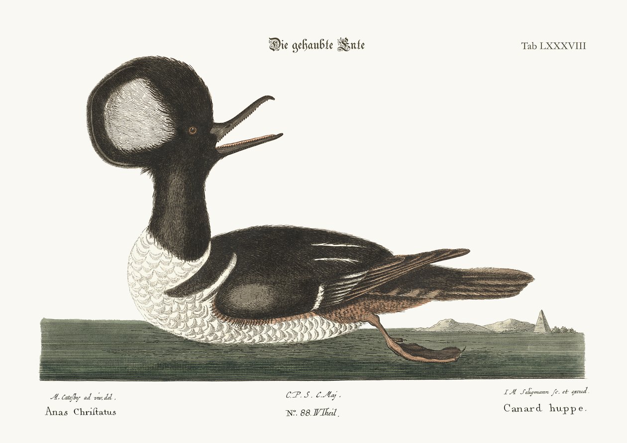El pato de cresta redonda, 1749-73 de Mark Catesby