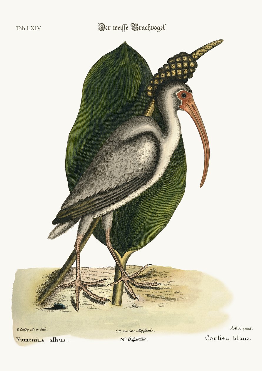 El zarapito blanco, 1749-73 de Mark Catesby