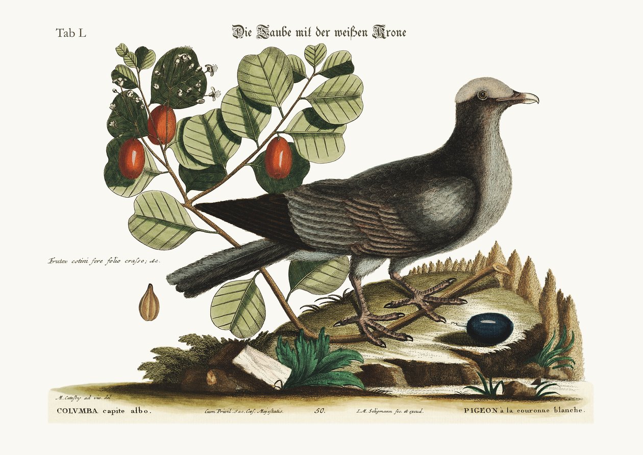 La paloma de corona blanca, 1749-73 de Mark Catesby