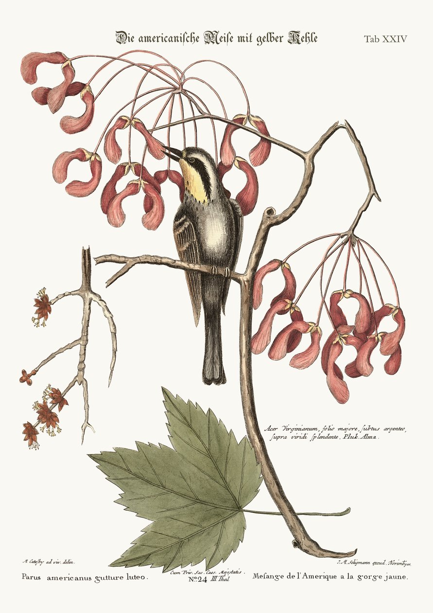 El trepador de garganta amarilla, 1749-73 de Mark Catesby