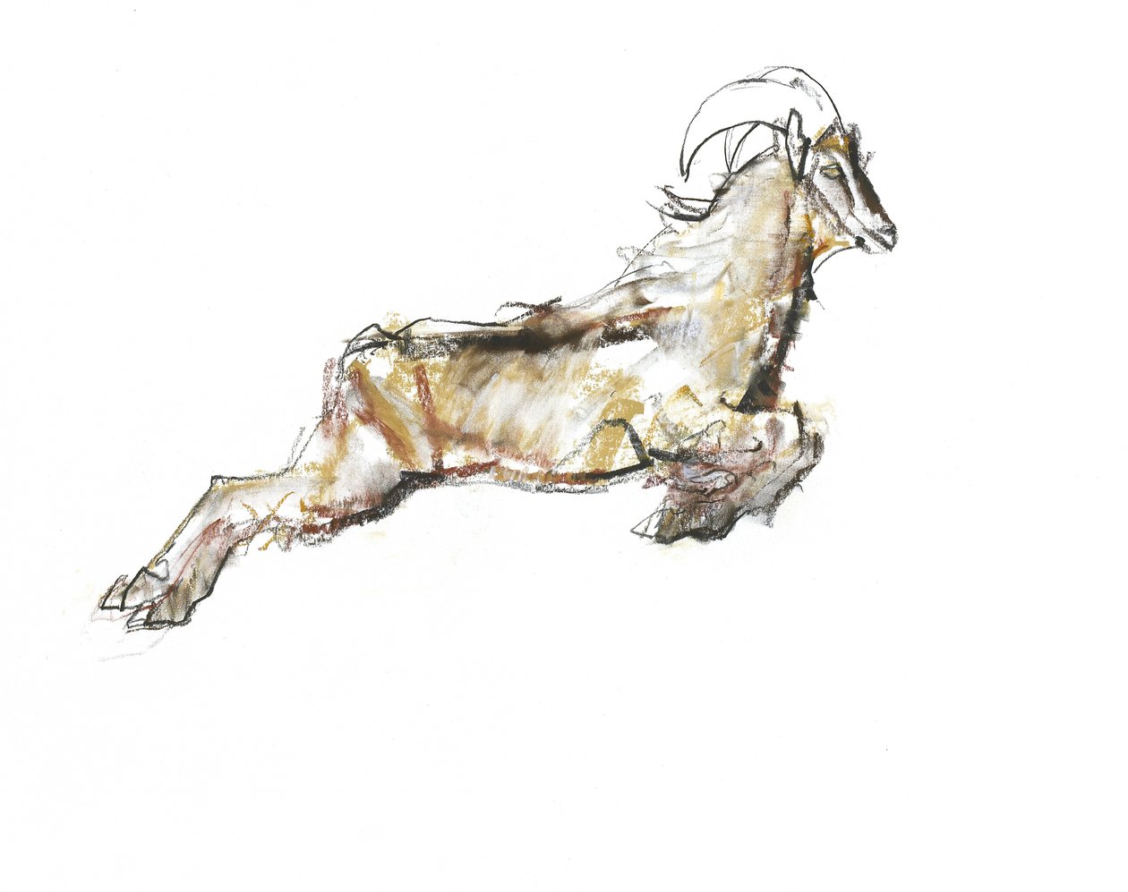 Tahr árabe, 2009 de Mark Adlington