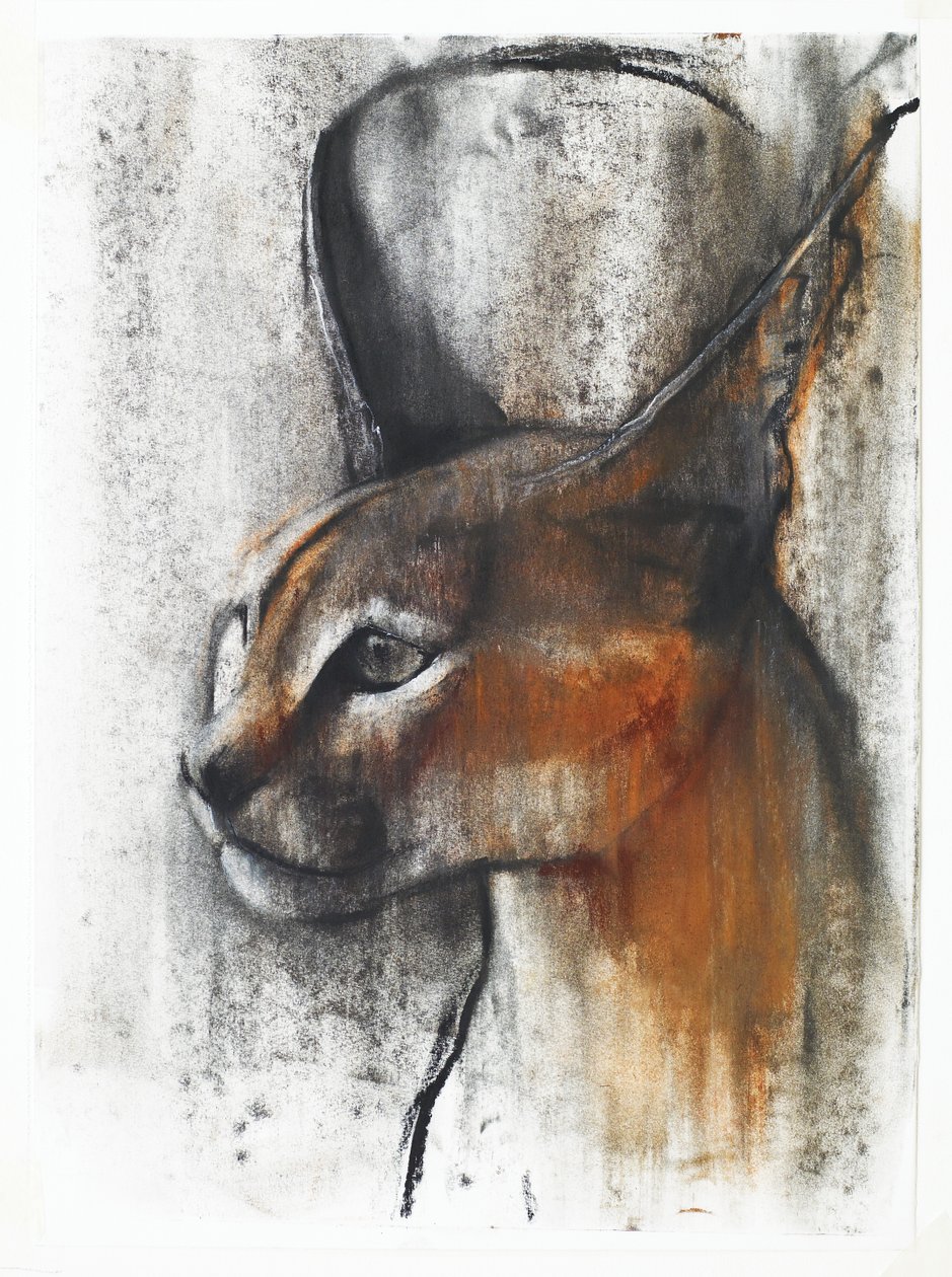 Caracal egipcio (árabe), 2009 (conté y carbón sobre papel) de Mark Adlington