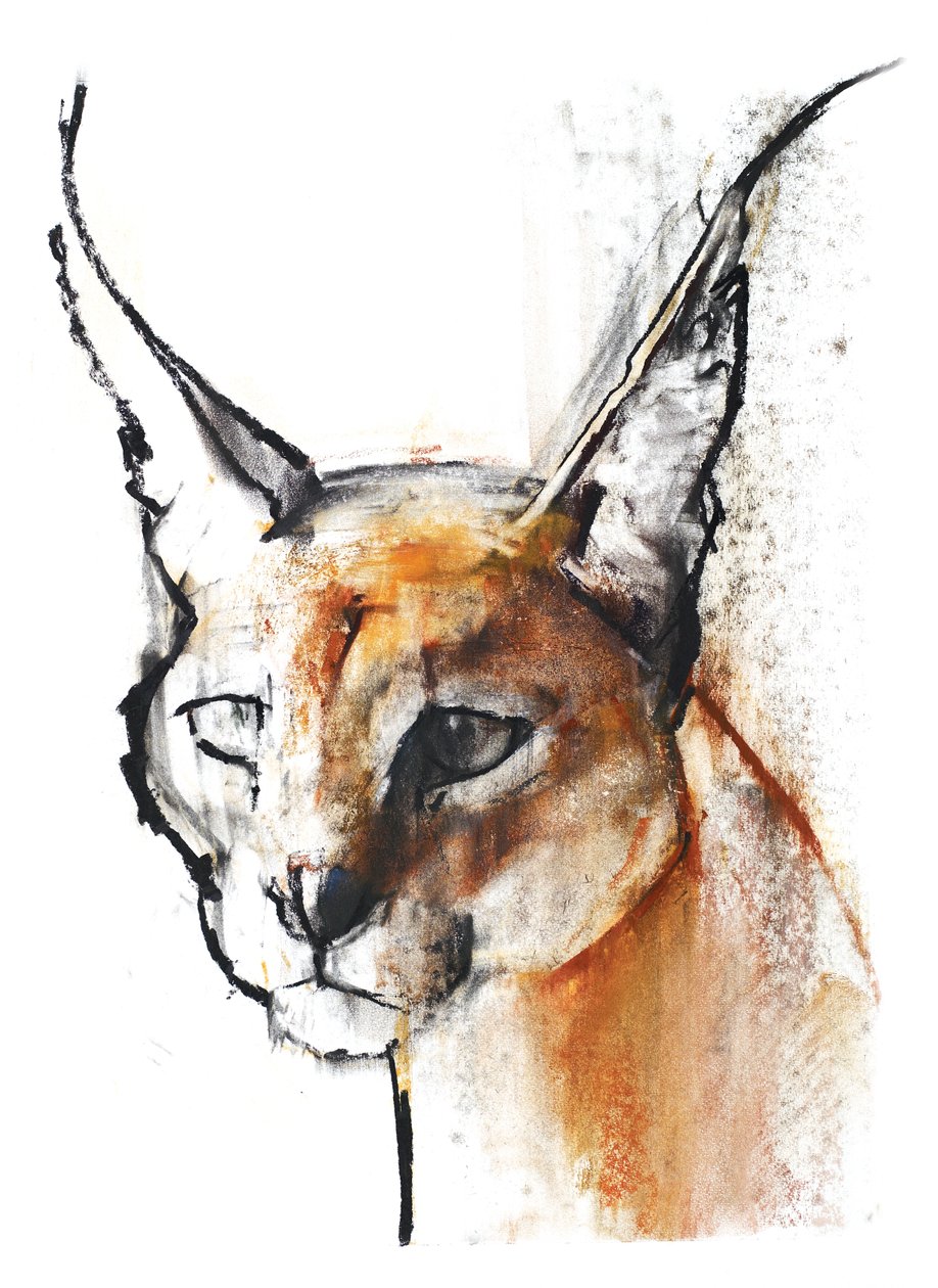 Felino (Caracal Árabe), 2009 de Mark Adlington
