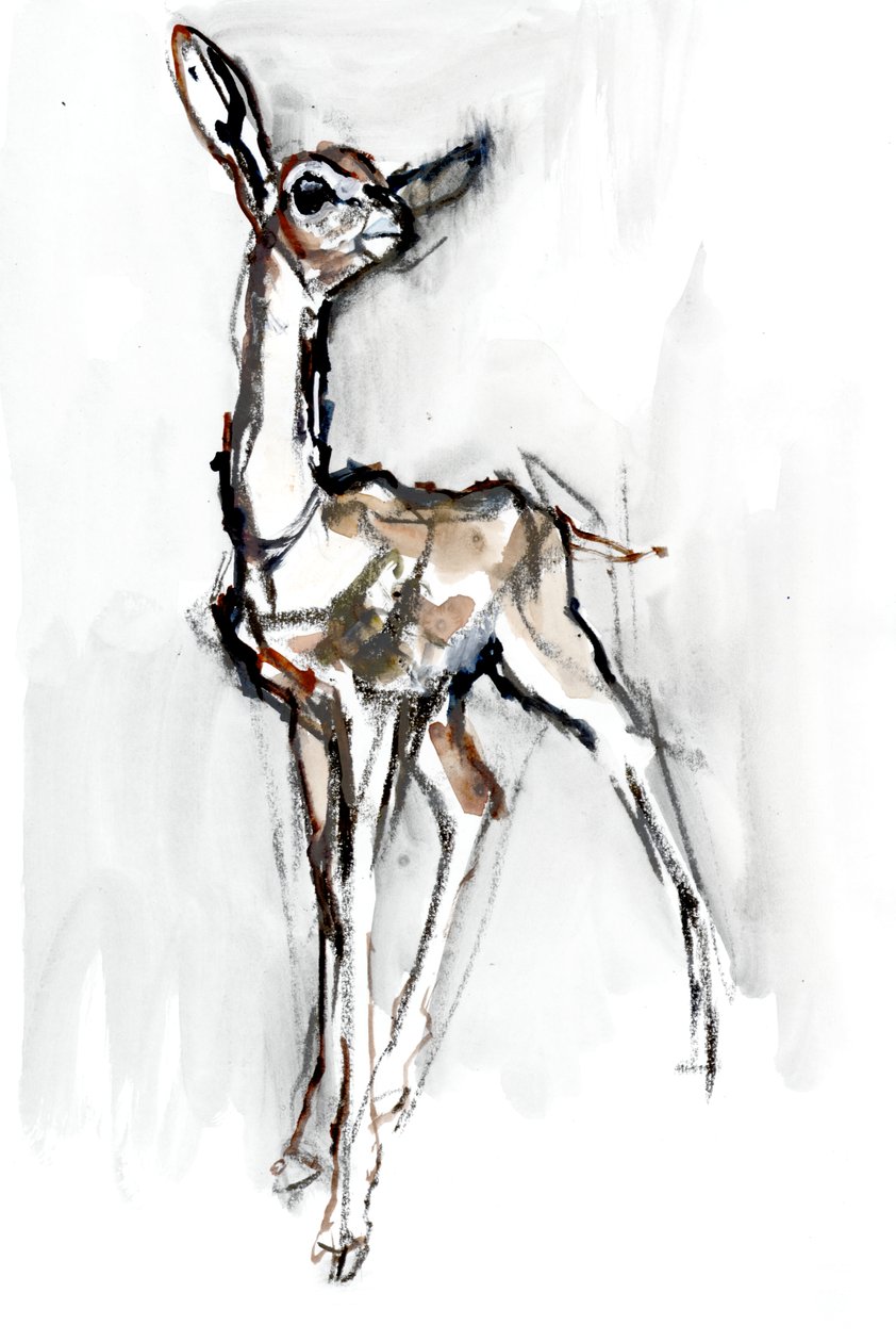 Gerenuk cervatillo, Sarara, 2018 de Mark Adlington