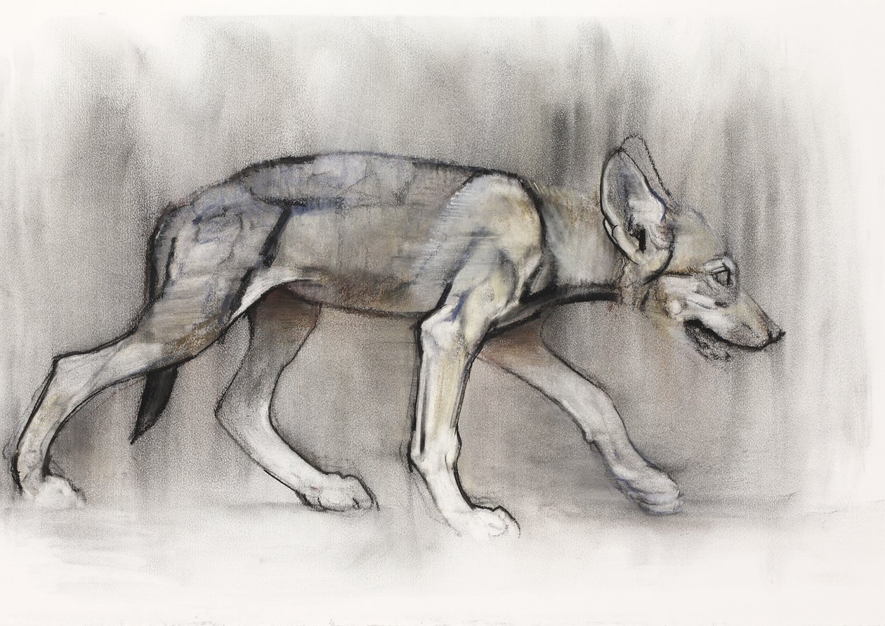 Cachorro flaco (Lobo árabe), 2009 de Mark Adlington