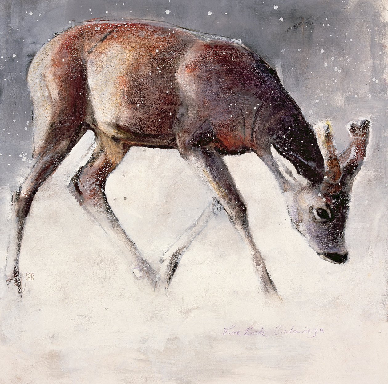 Corzo, invierno, 2000 de Mark Adlington