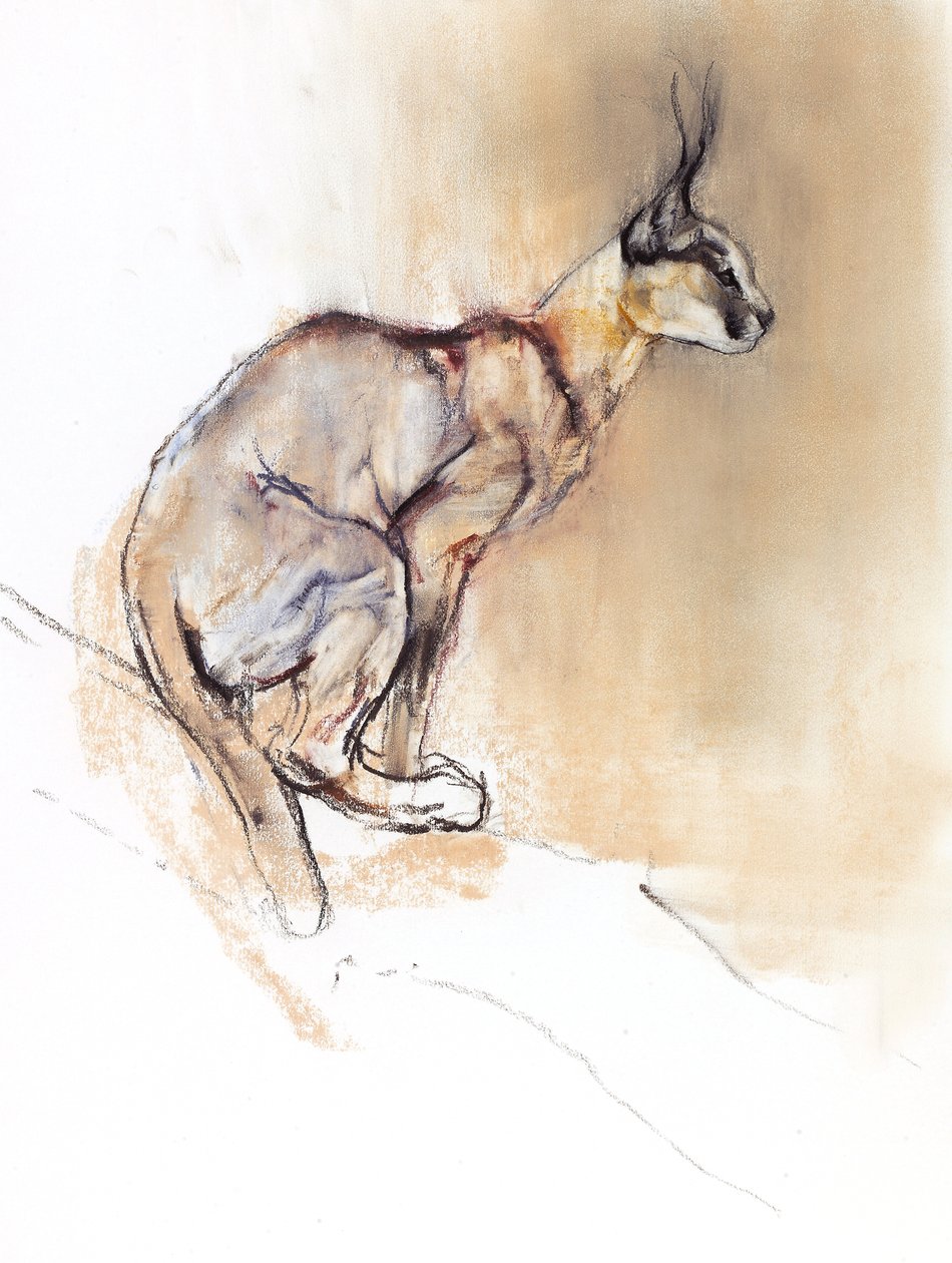 Caracal Sentado, 2009 de Mark Adlington