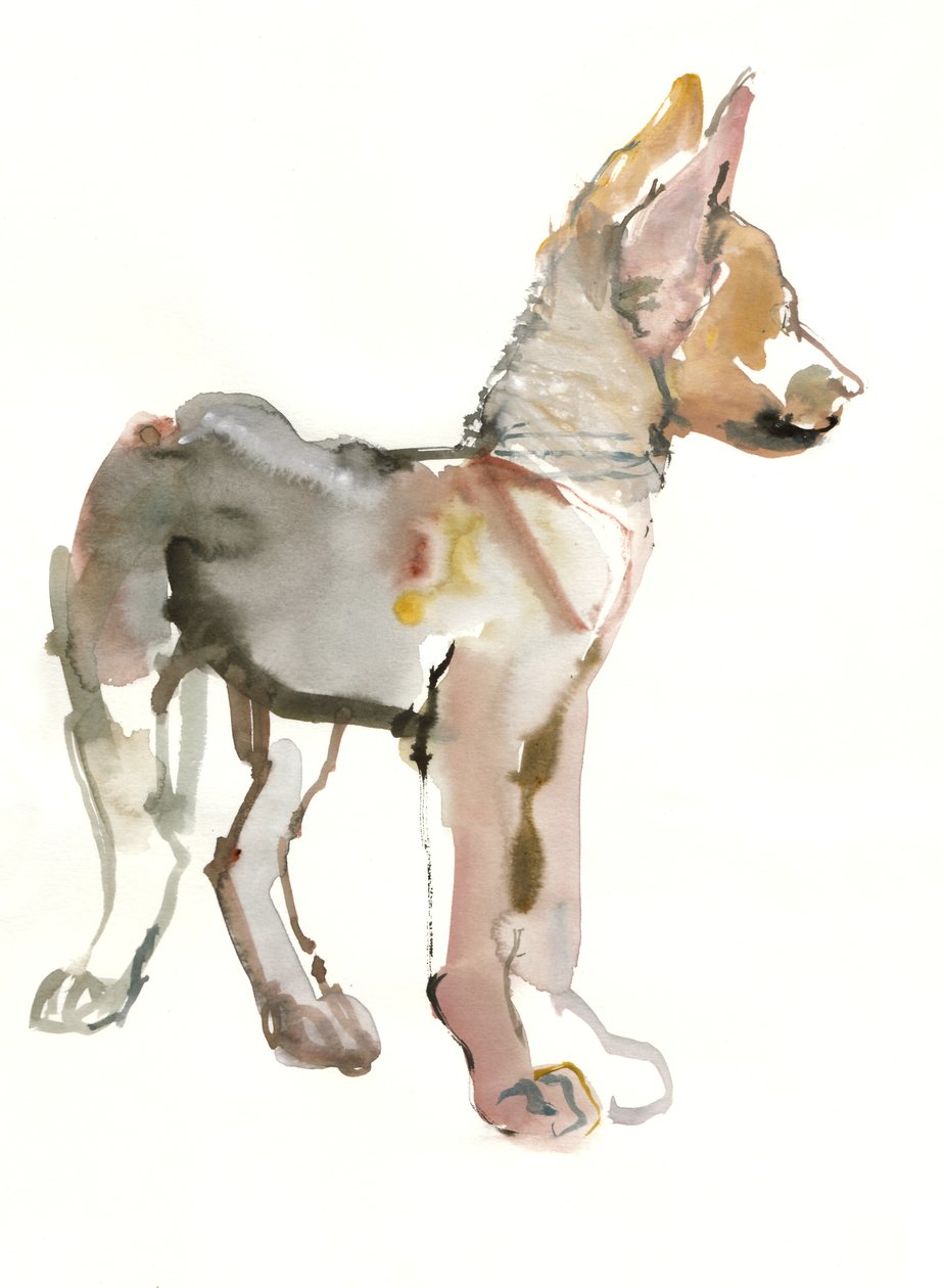 Waggle (Cachorro de lobo árabe), 2011 de Mark Adlington