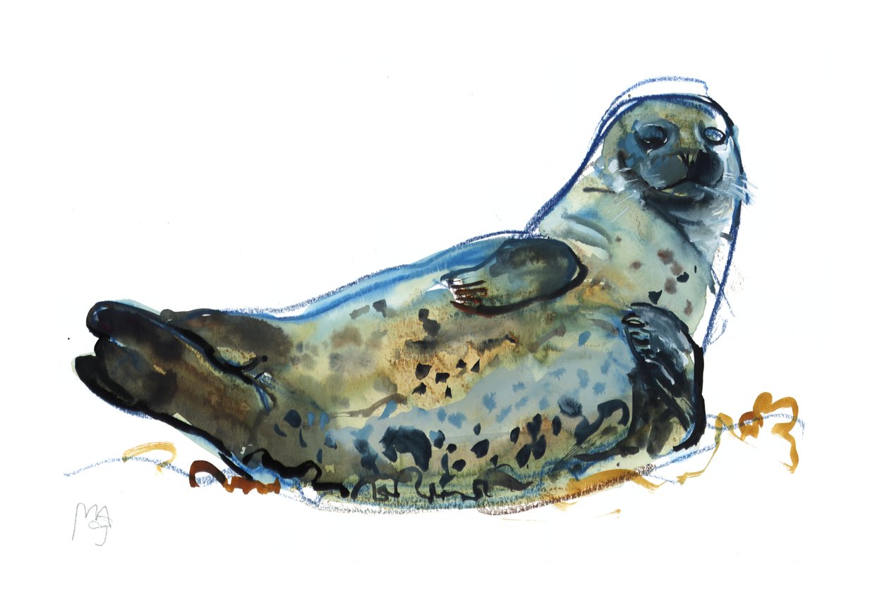 Foca de Westcove, 2019 de Mark Adlington