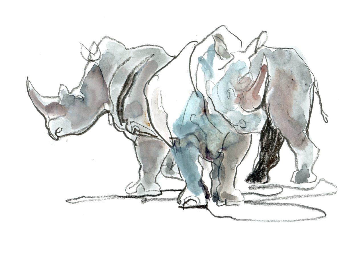 Rinocerontes blancos, Monte Etjo, 2020 de Mark Adlington