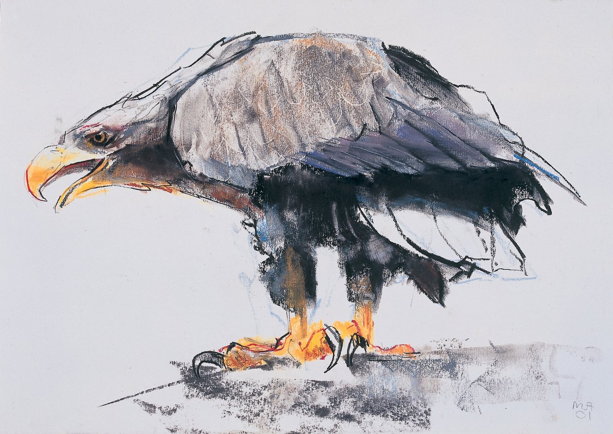 Águila marina de cola blanca, 2001 (carboncillo y conté sobre papel) de Mark Adlington