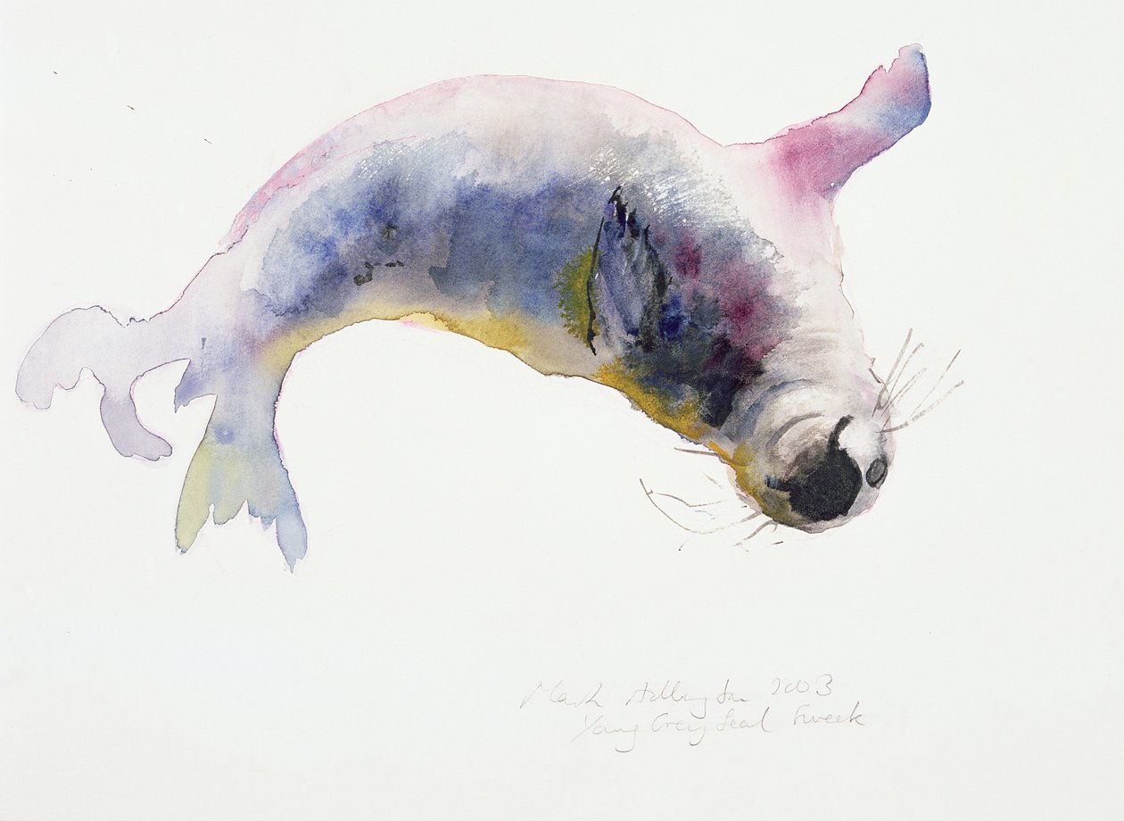 Joven foca gris, Gweek, 2003 de Mark Adlington