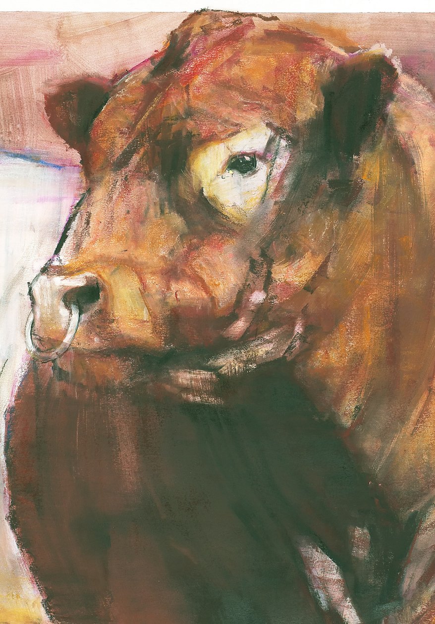 Zeus, toro de Galloway con cinturón rojo, 2006 (detalle) de Mark Adlington