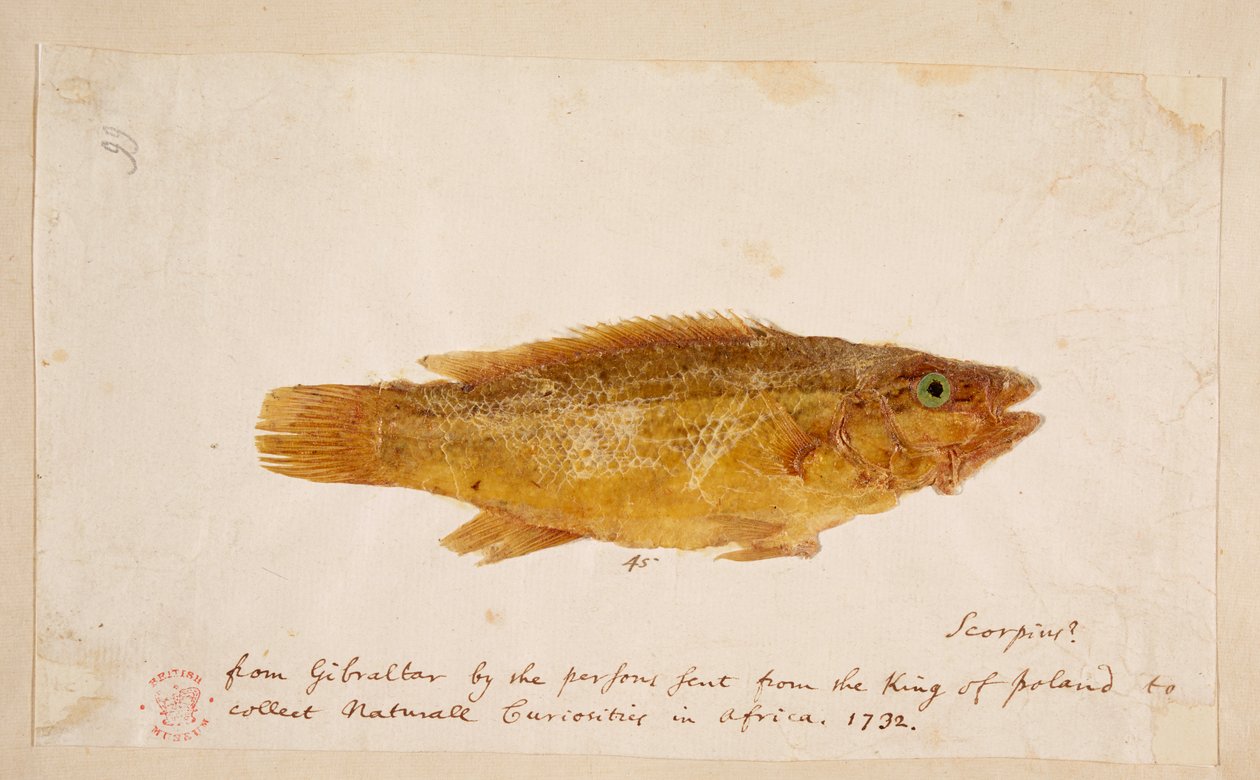 Un pez. de Mark Catesby