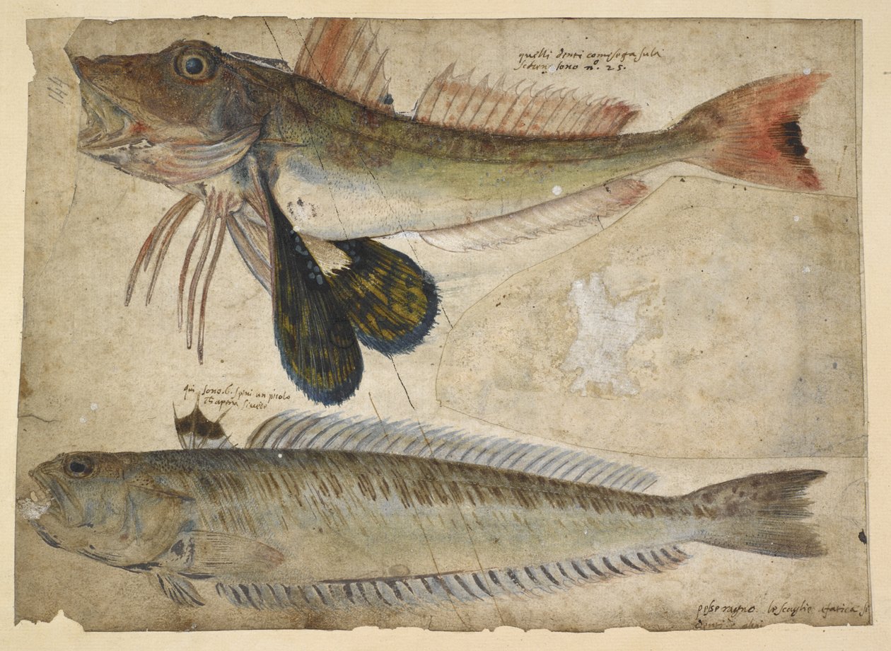 Agregar. 5267, f.144 Dibujos de dos peces, de un 