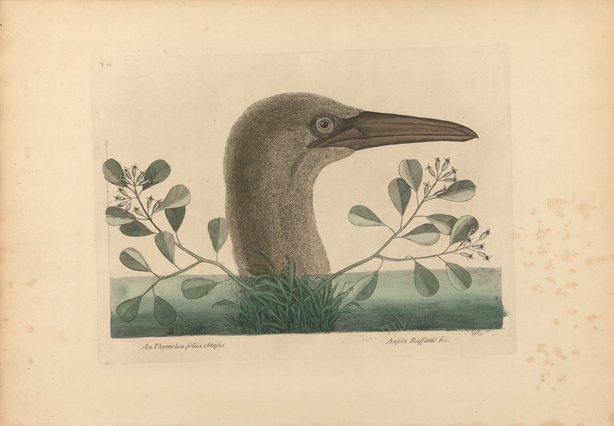 An Thymelaea foliis obtusis; Anseri Bassano &c: The Great Booby, Lámina 86 de la 