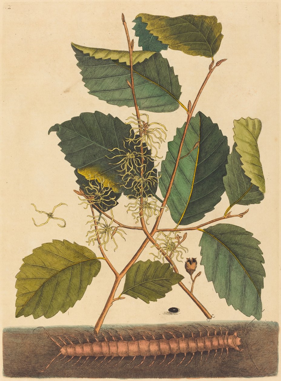 Ciempiés (Scolopendra morsitans) de Mark Catesby