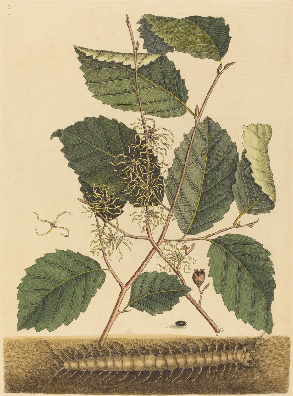 Ciempiés Scolopendra morsitans, publicado 1731-1743 de Mark Catesby