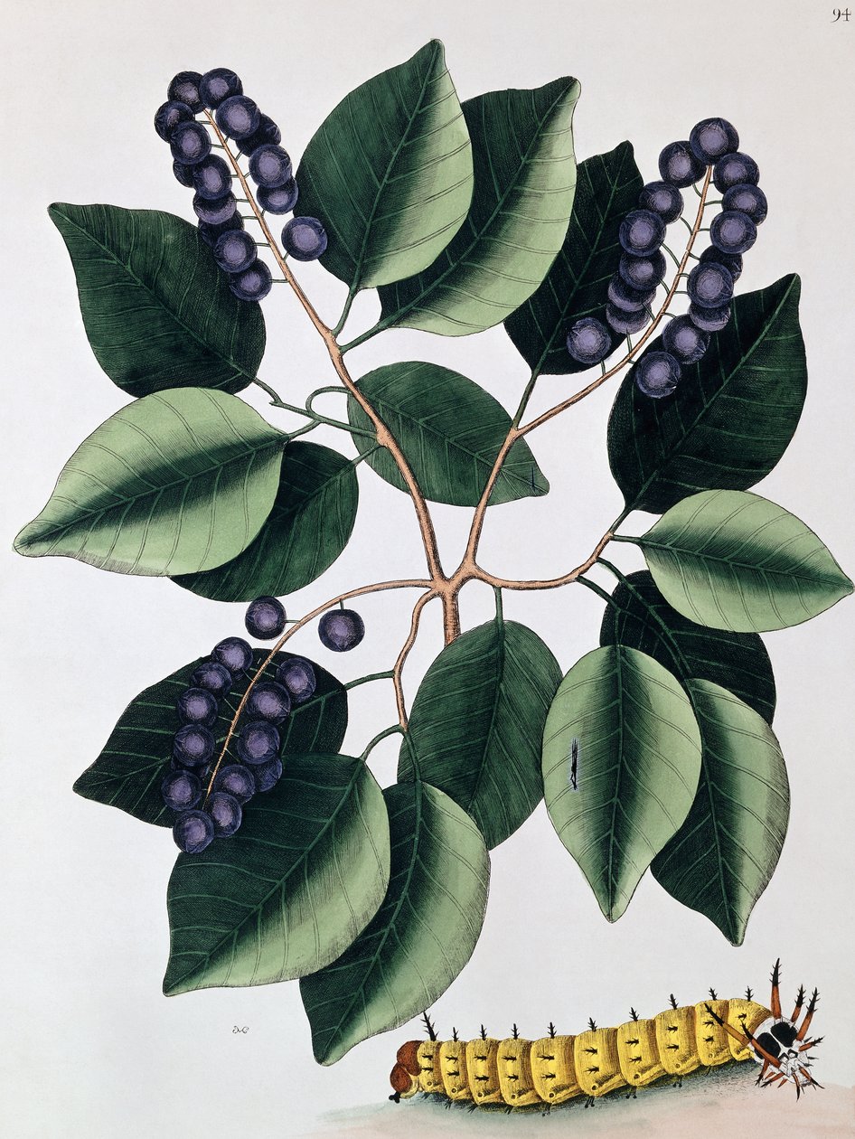 Ciruela de paloma y una gran oruga cornuda de Mark Catesby