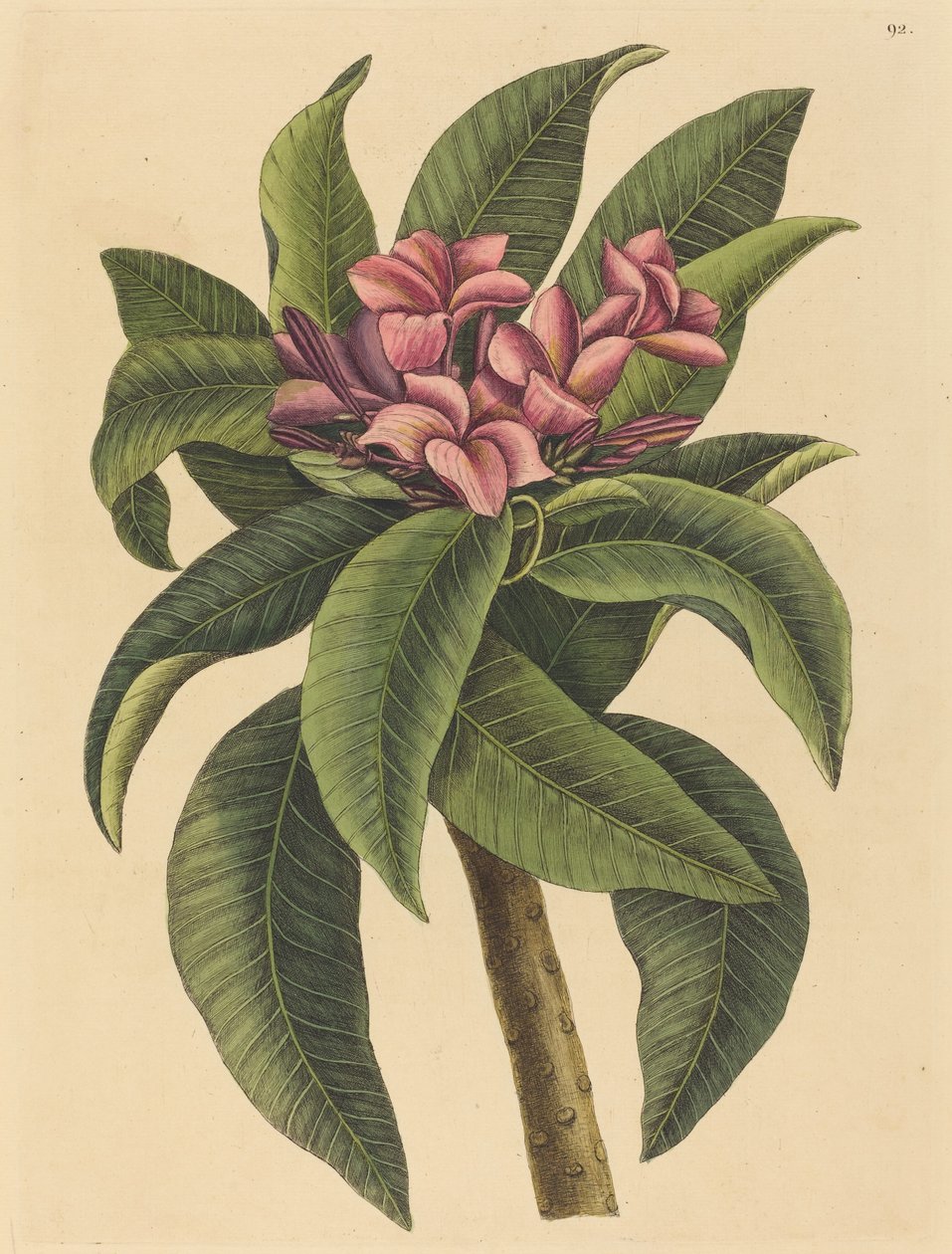 Frangipani rojo (Plumeria rubra) de Mark Catesby