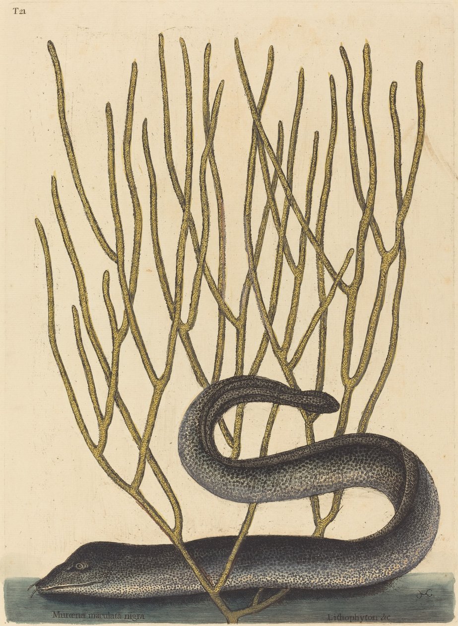 La Morena Negra (Muraenae helenae varietas) de Mark Catesby