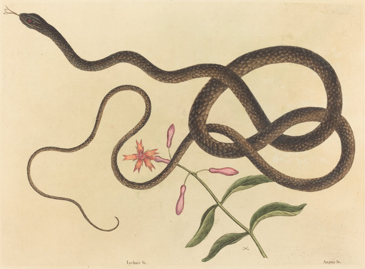 La Serpiente Látigo (Coluber flagellum) de Mark Catesby