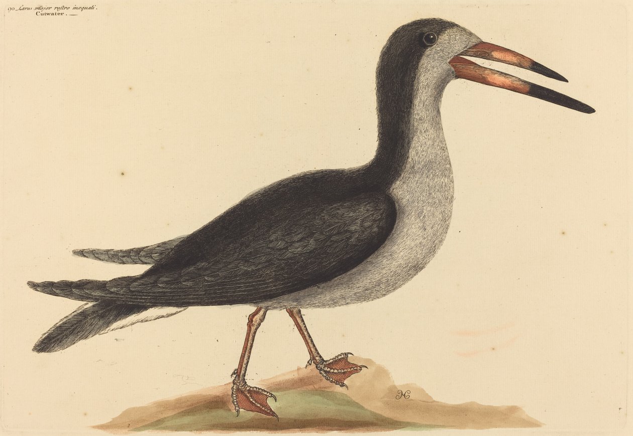 El cortador de agua de Mark Catesby