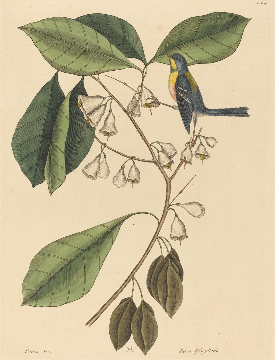 El trepador pinzón (Parus americanus) de Mark Catesby