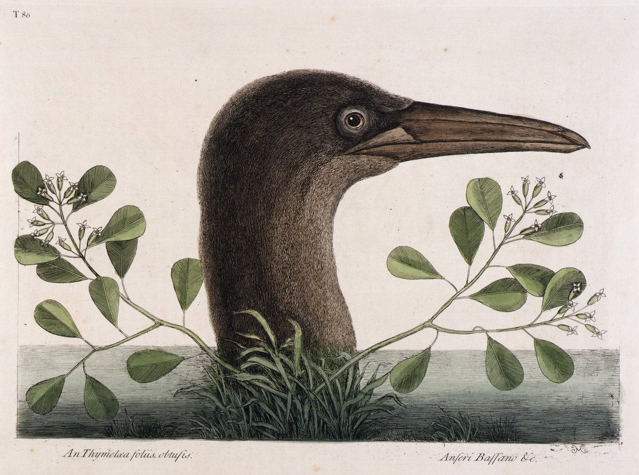 El piquero grande (An Thymelaea foliis obtusis, Anseri Bassano  c.) de Mark Catesby