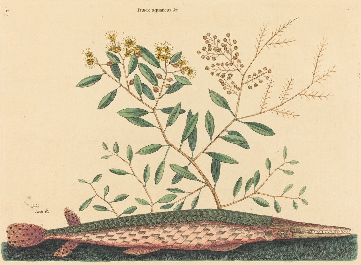 El pez aguja verde Esox osseus, publicado 1731-1743 de Mark Catesby