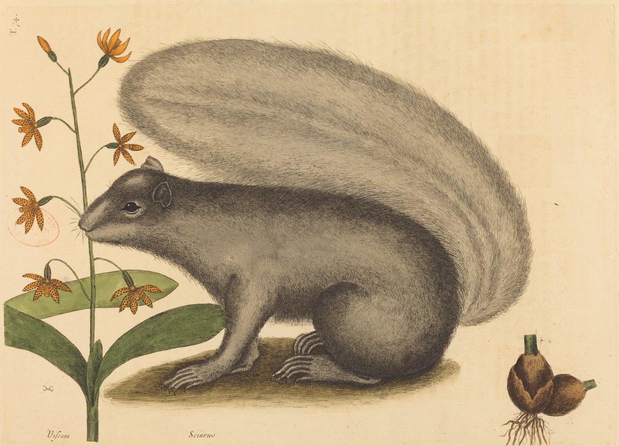 La Ardilla Gris (Sciurus cinereus) de Mark Catesby