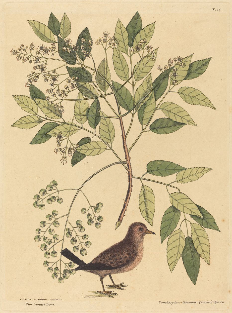 La paloma terrestre Columba passerina, publicado 1731-1743 de Mark Catesby