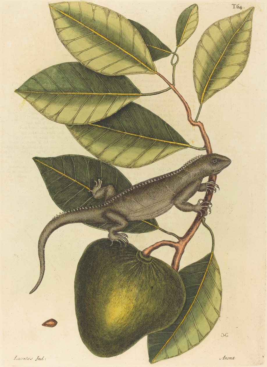 La Guana Lacerta Iguana, publicado 1731-1743 de Mark Catesby