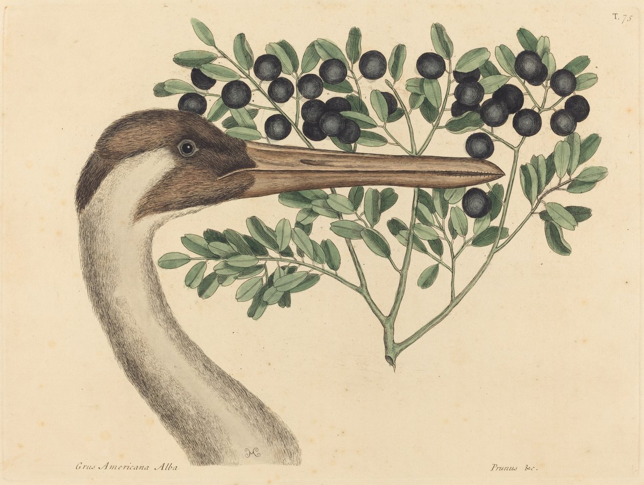 La grulla Ardea Americana de Mark Catesby