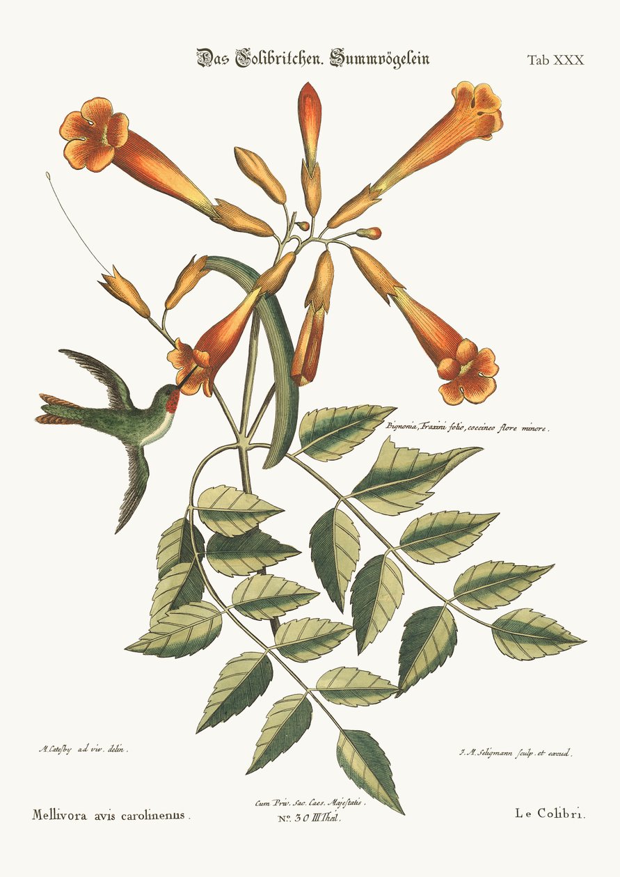 El Colibrí, 1749-73 de Mark Catesby