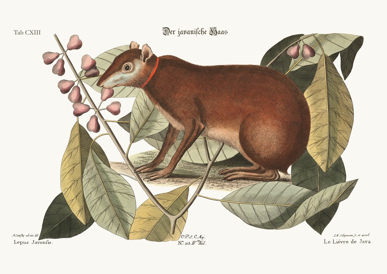 La liebre de Java, 1749-73 de Mark Catesby