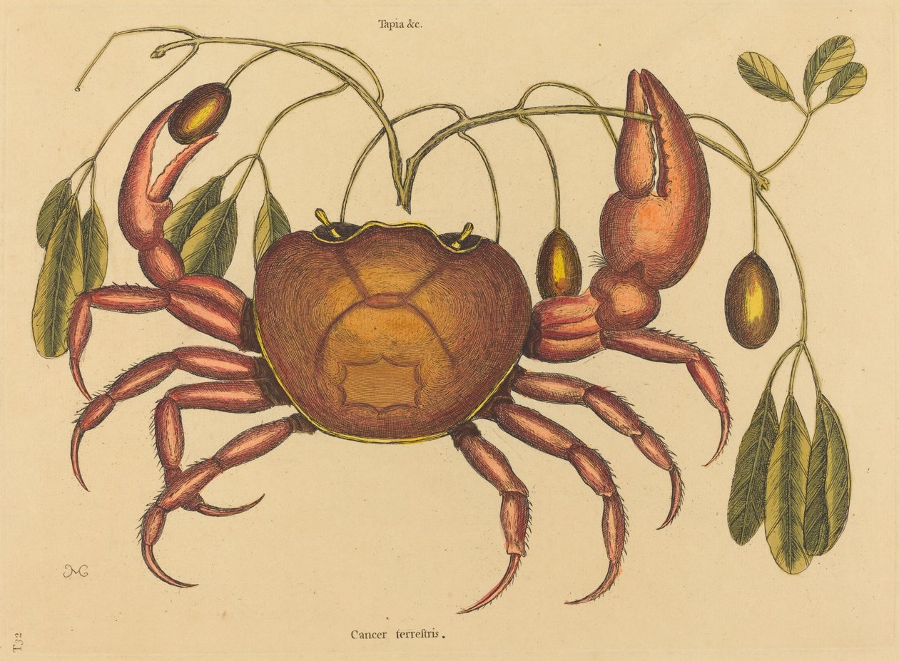 El cangrejo terrestre Cancer ruricola, publicado 1731-1743 de Mark Catesby