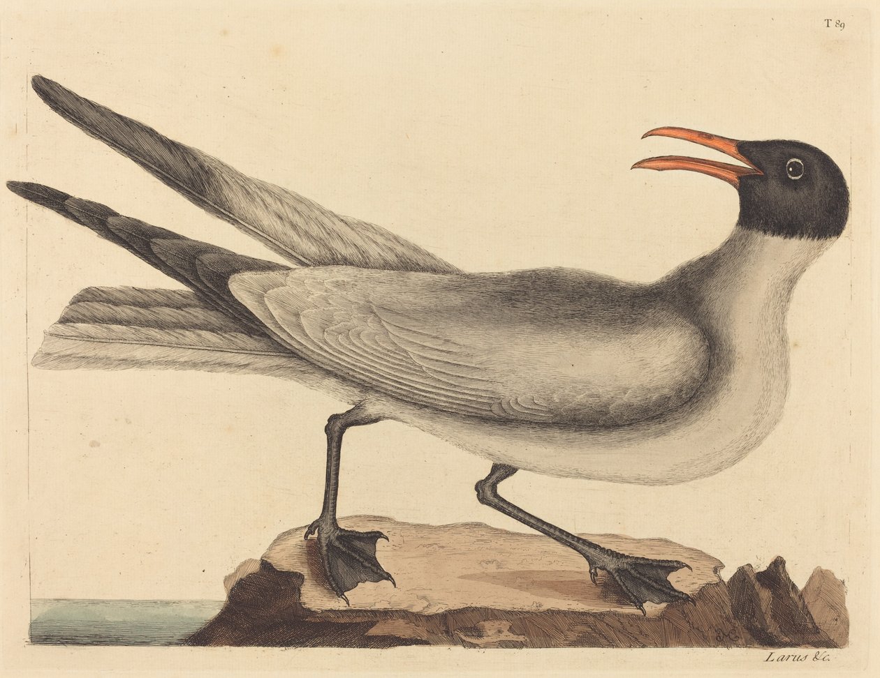 La gaviota risueña Larus articilla, publicada 1731-1743 de Mark Catesby