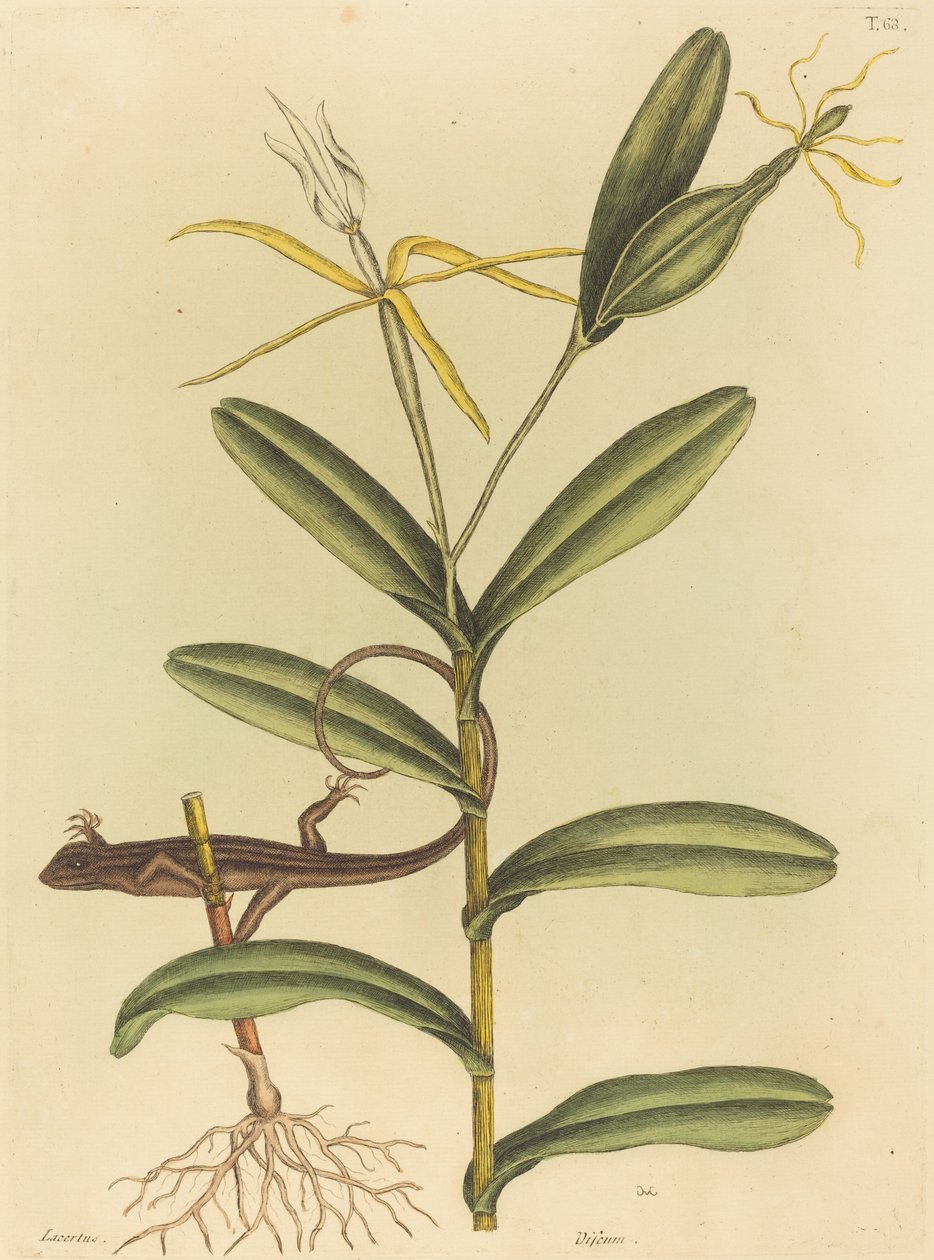 El Lagarto de Lyon (Lacerta 6-lineata) de Mark Catesby