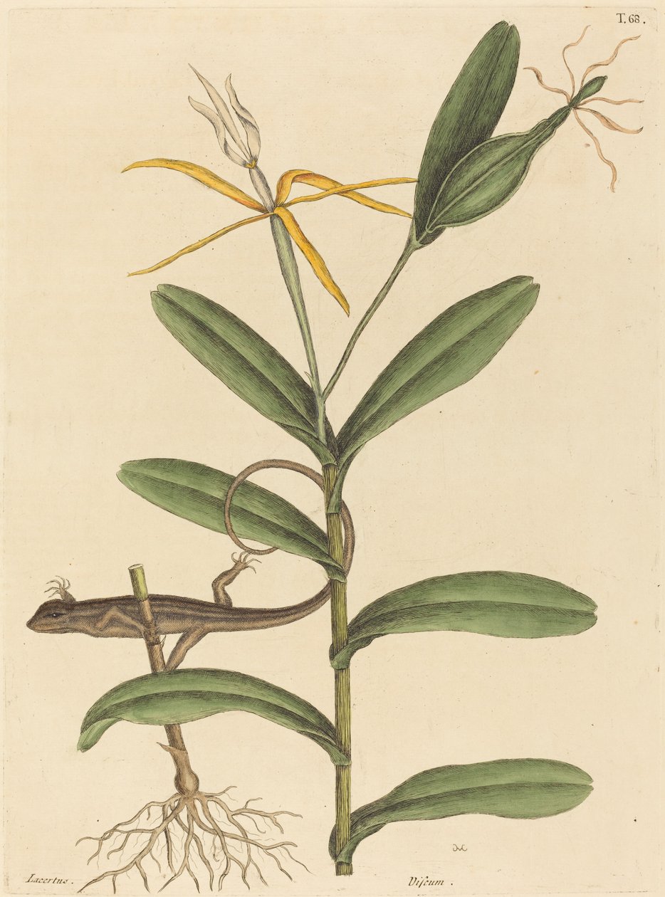 El lagarto de Lyon Lacerta 6-lineata, publicado 1731-1743 de Mark Catesby