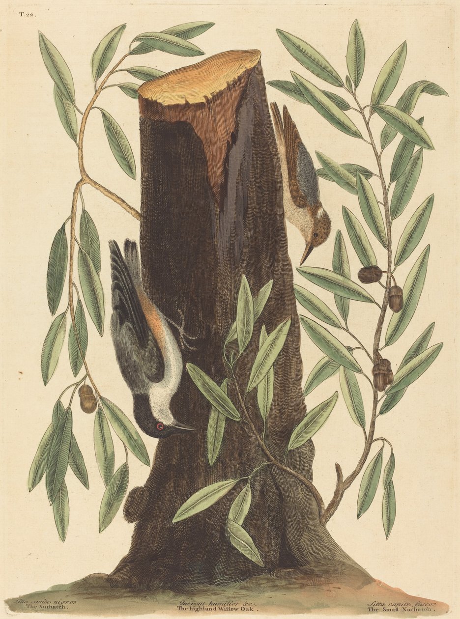 El trepador Sitta Europaea, publicado 1754 de Mark Catesby