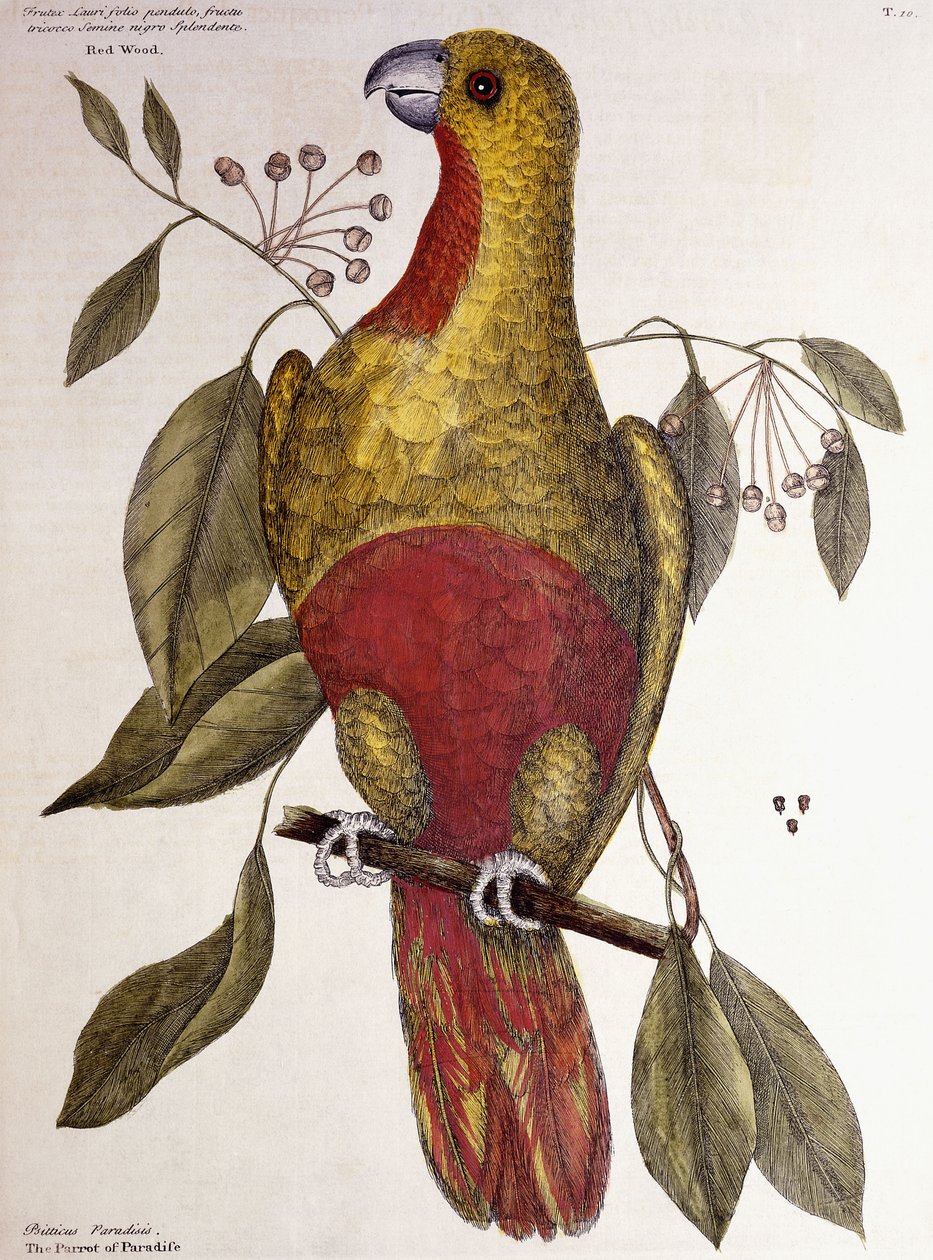 El loro del paraíso, 1771 de Mark Catesby