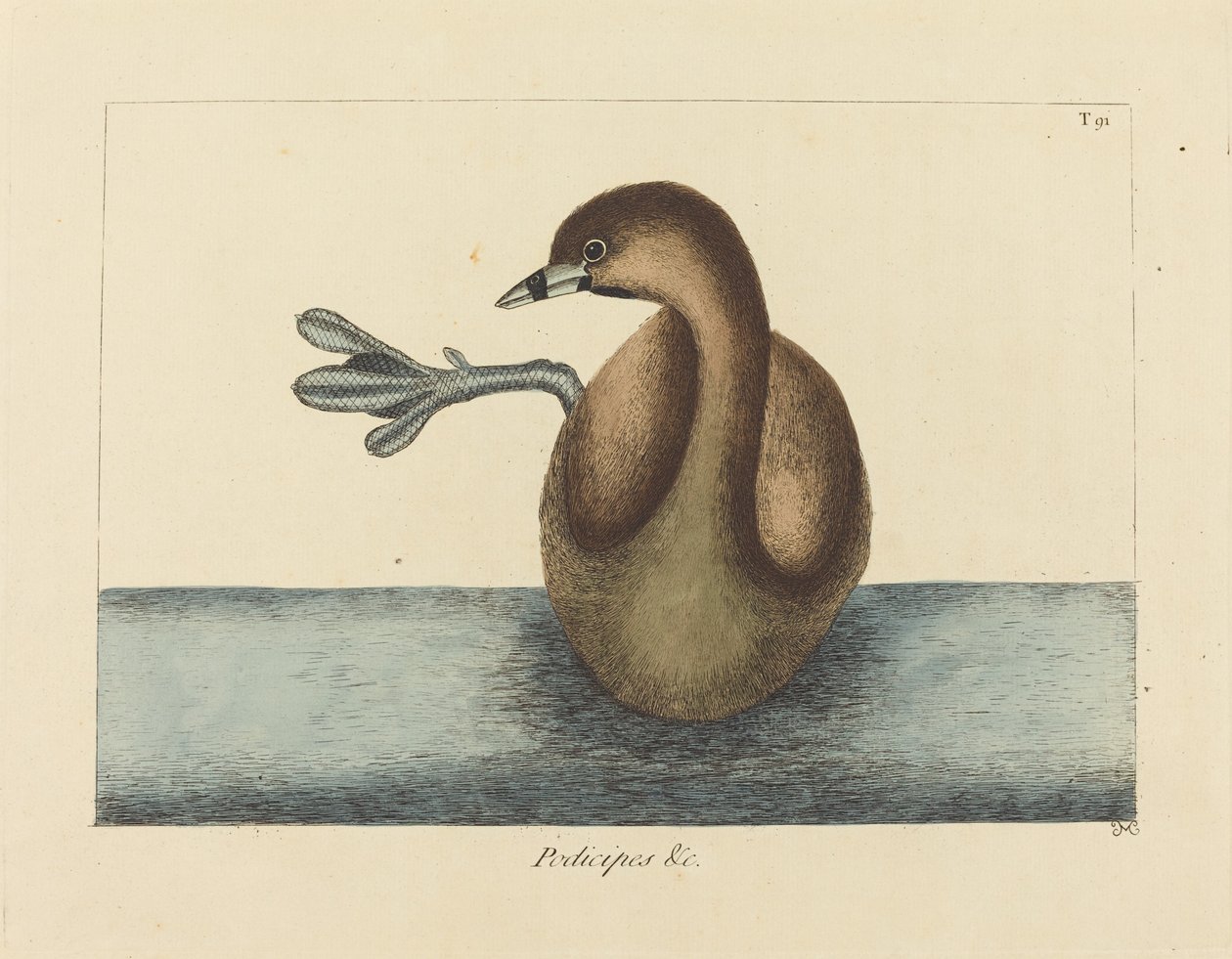 El zampullín de pico grueso (Colymbus podiceps) de Mark Catesby