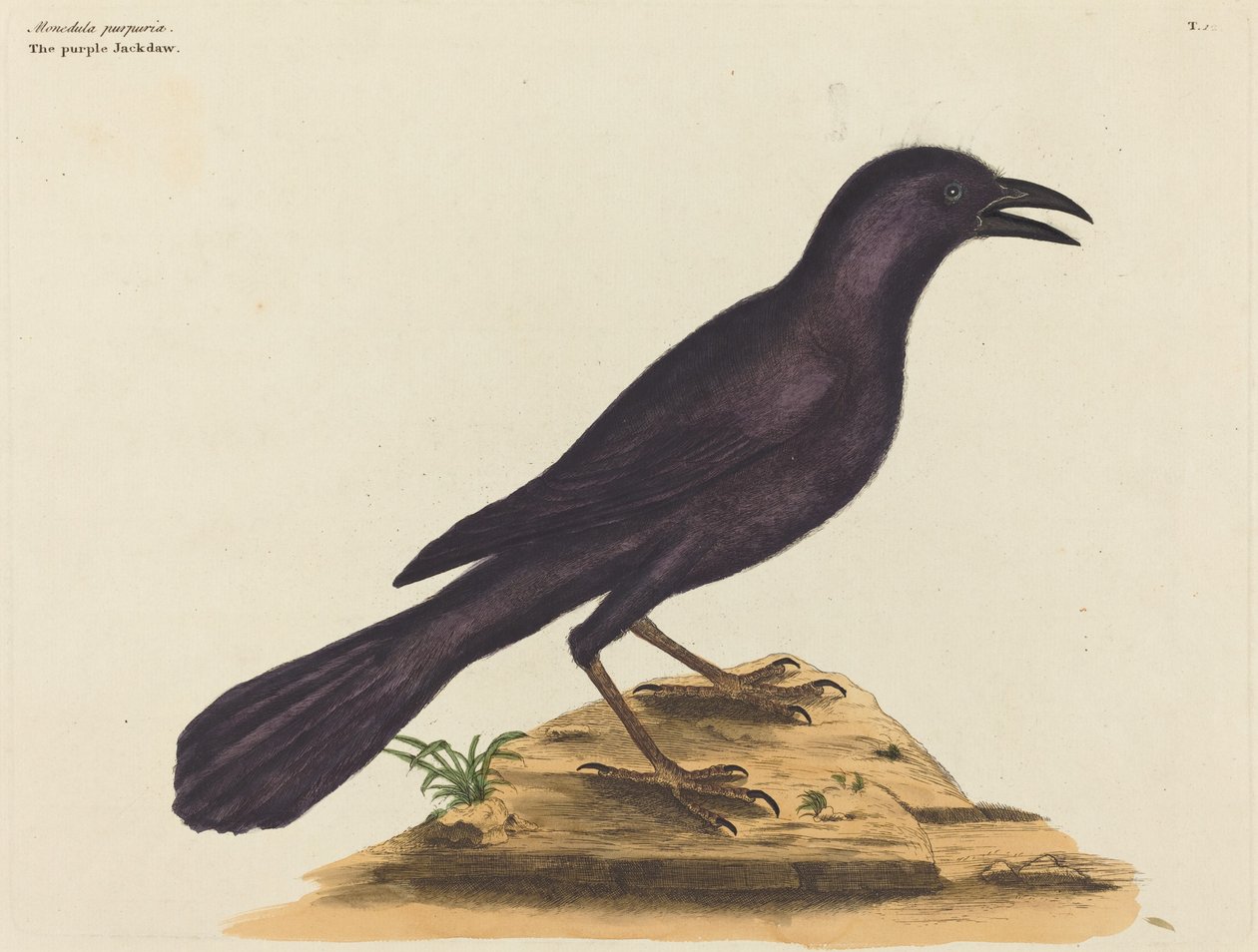El grajo púrpura (Gracula Quiscula) de Mark Catesby