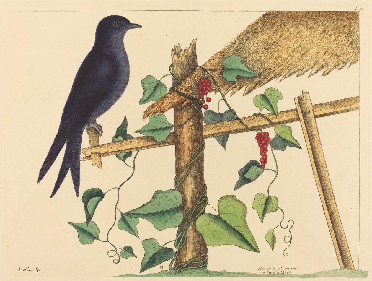 El martín púrpura (Hirundo purpurea) de Mark Catesby