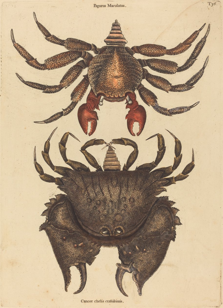 El Cangrejo Rojo Moteado (Cancer grapsus) de Mark Catesby